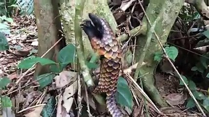 A beautiful pangolin