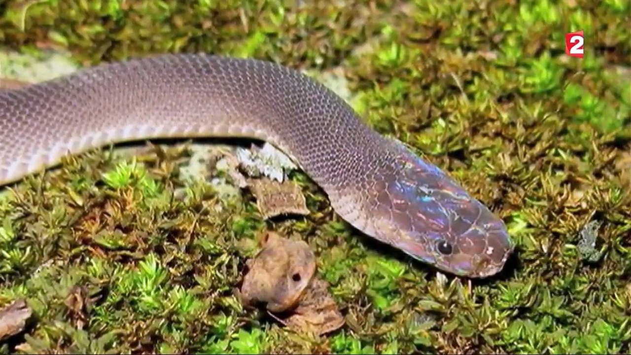 Grand Mékong : 163 nouvelles espèces d'animaux découvertes