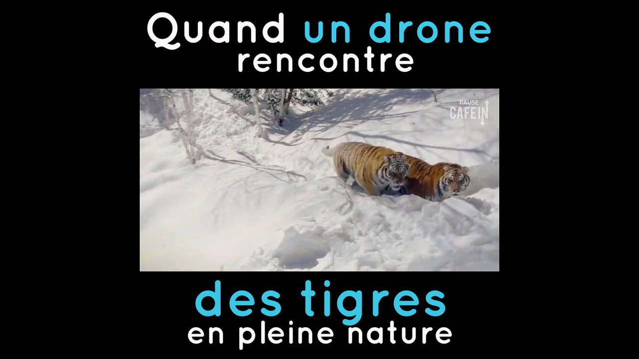 Un magnifique moment en compagnie des tigres !