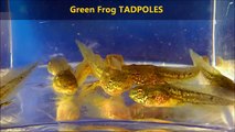 TADPOLES! - End stages of GREEN FROG Tadpoles
