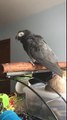 Ce perroquet gris du Gabon imite le son de « Ok Google »