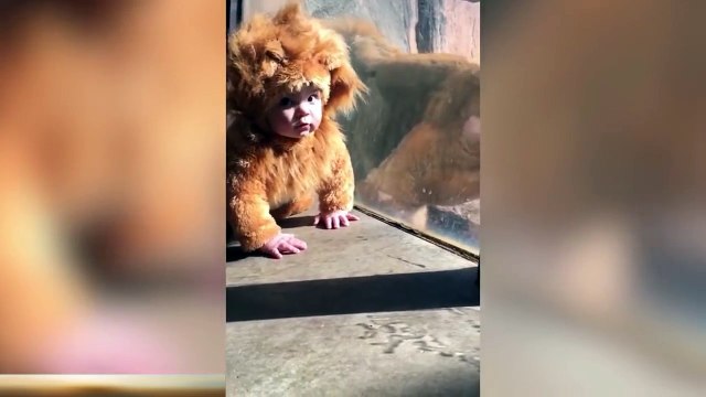 Déguisé comme un lion, ce bébé se retrouve face à face avec celui-ci. Ca va vous couper le souffle