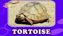 Tortoise - Learning Animal Sounds and Names for Kids & Toddlers | BabyTV