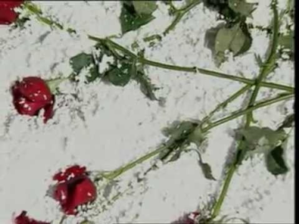 小萍萍 - 雪中红