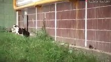 فأر يهاجم مجموعة قطط