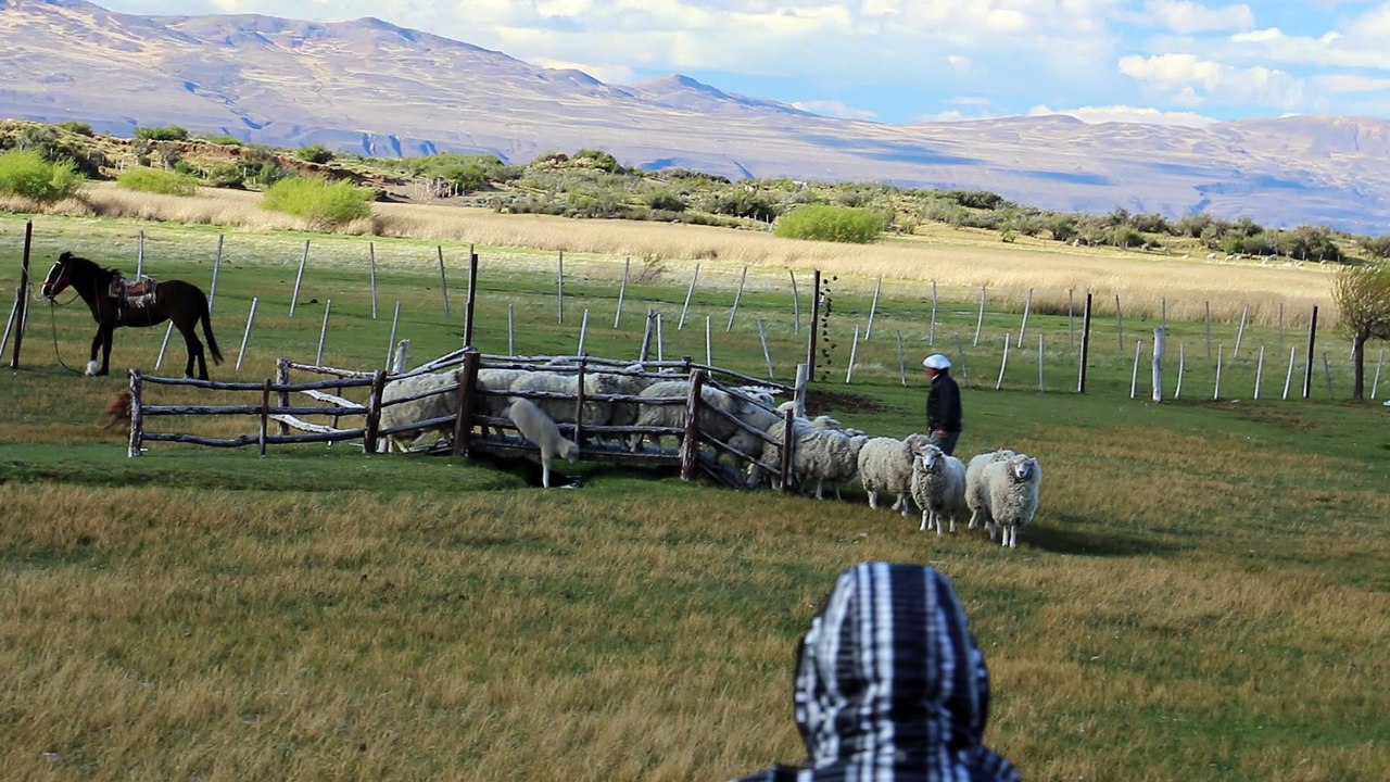 Argentine - Patagonie