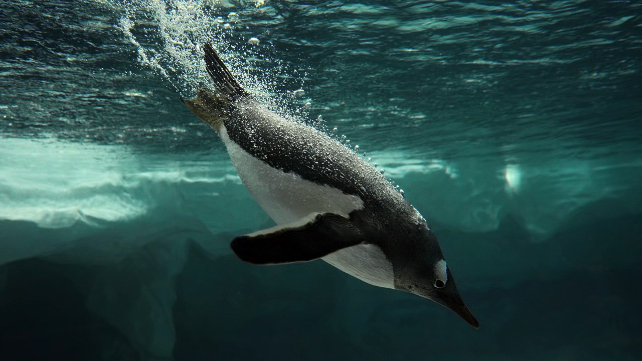 Did You Ever See A Penguin Song for Kids | Penguins for Children