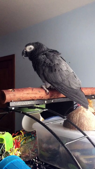 Un perroquet imite le son de « Ok Google »