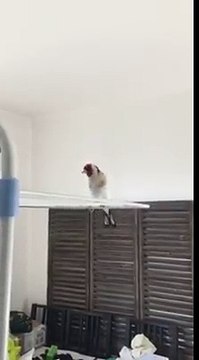 Un Chant du Chardonneret donnez nous vos avis de : Djé Do