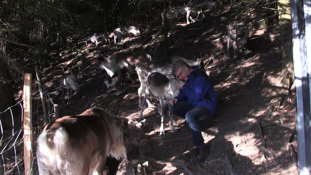En Alsace, un havre de paix pour les rennes du Père Noël