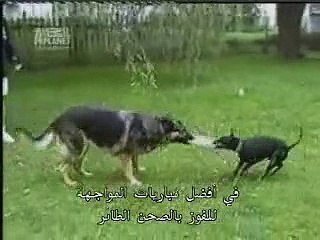 مصارعة الكلاب (13)