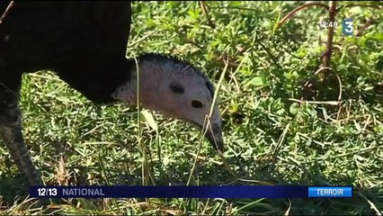 Gastronomie : à la découverte de la dinde de Bresse