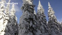 Beautiful, snow-covered pine trees