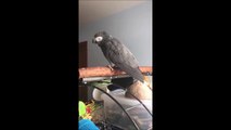 Ce perroquet fait le bruit qui suit 