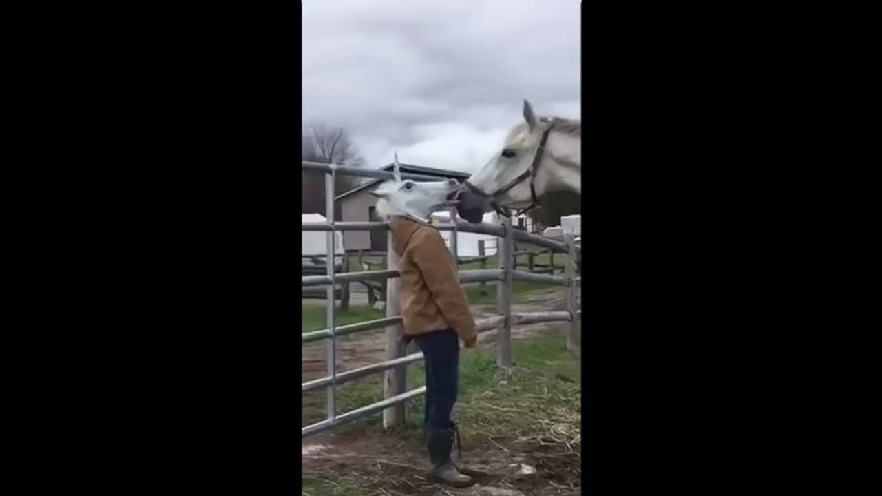 Cheval vs Tête de cheval