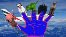 Finger Family || AEROPLANE,HELICOPTER, V/S WILD ANIMALS Version || Children Animated 3D Rhymes