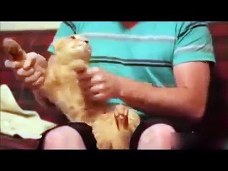 TOP Funny Cat and Dog Dancing and Singing in the World - Mkls