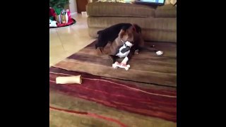 Funniest Puppy Fights and Funny Fails - Top 10 Funny Little Dog Videos - Puppy Vines 2015