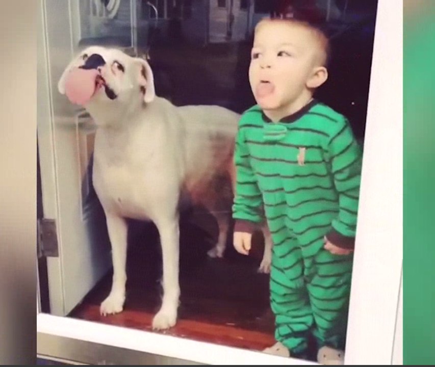 Funniest Cute Animal Home Video Bloopers | Funny Pet Videos | Funniest Animal Sounds of 2017 | Cutest Animals 2017