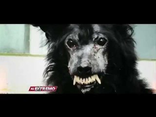 Mandarino fue rescatado después de muchas agresiones por su aspecto