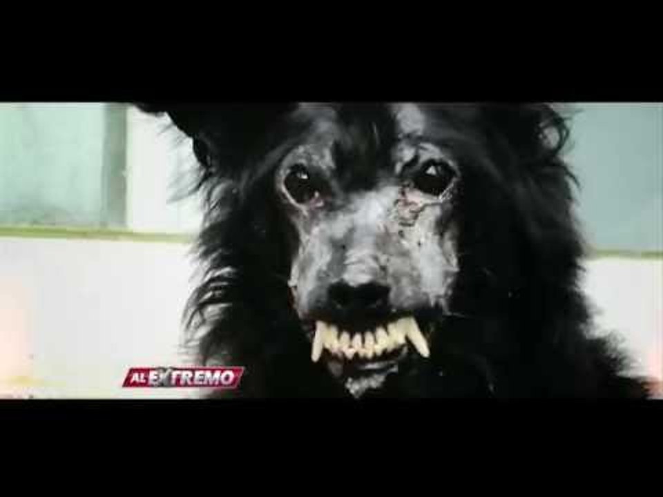 Mandarino fue rescatado después de muchas agresiones por su aspecto