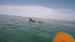 Un phoque squatte la planche d'un surfeur... Pas timide l'animal!