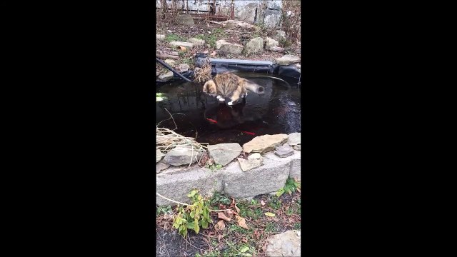 Ce chat essaie de pecher sur la glace... Pas facile