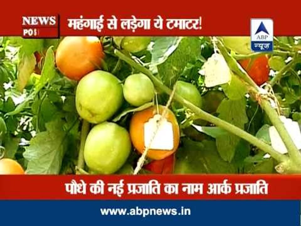 ABP News Positive: A new method of tomato plantation