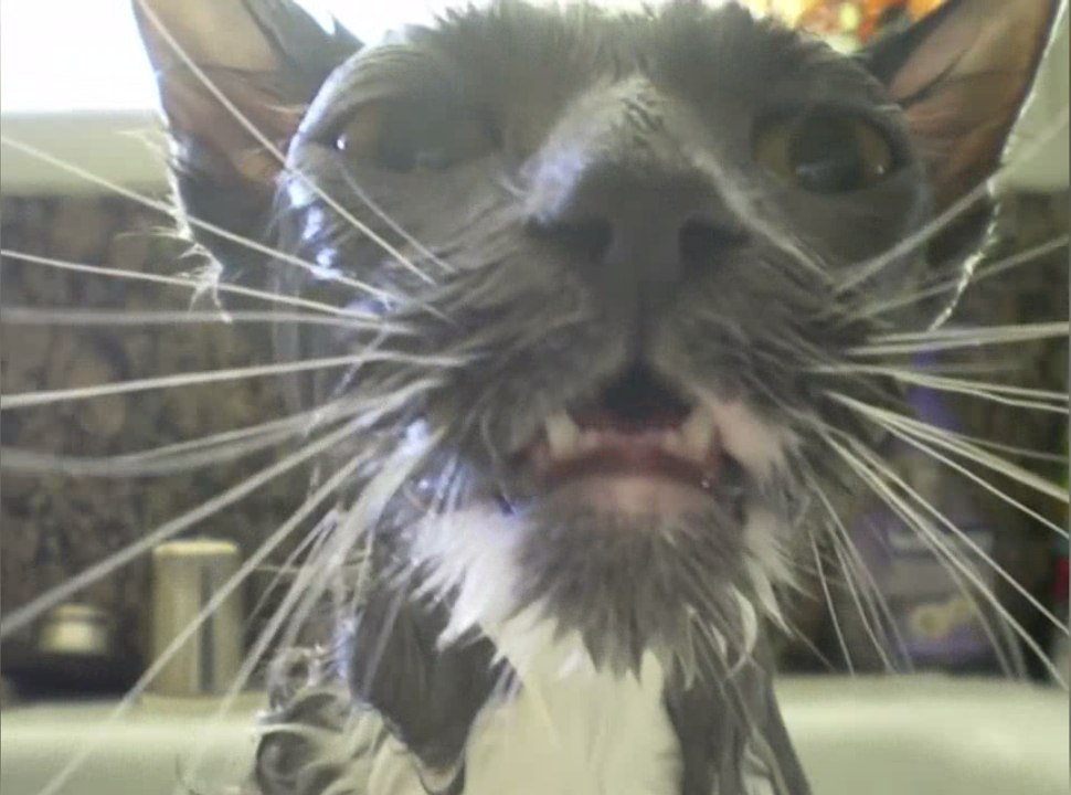 Funniest Pets Hate Taking Baths Home Videos of 2017 Weekly Compilation | Funny Pet Videos | Funny Pet Video Compilation