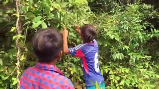 Amazing Children Catch Big Turtle Using Bamboo Net Trap  - How To Catch Turtle In Cambodia