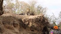 Male Lion Stalks & Attacks Leopard (1)