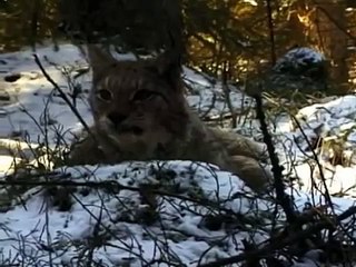 Documentary films -  Lynx  Elusive Hunter -  -Pure Nature Specials