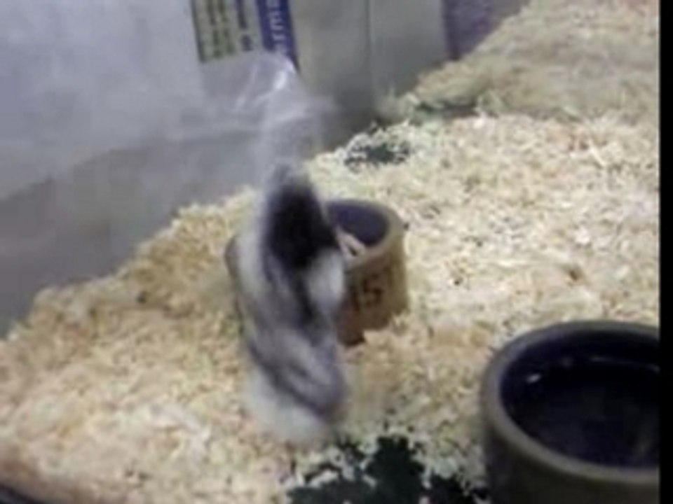 Hamster barjot