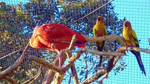 ANIMAL SOUNDS SONG (Part 7) Real Animals - BABIES, TODDLERS, PRESCHOOL