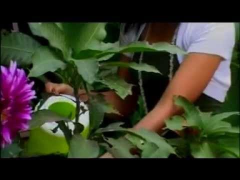 Super Best Dangdut - Merpati Putih