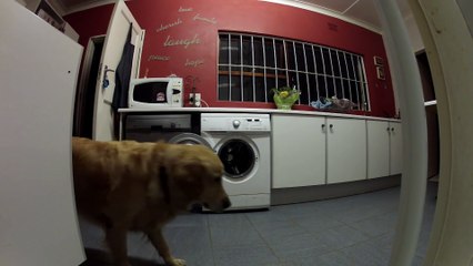 Cute Golden retriever rescuing her teddy bear