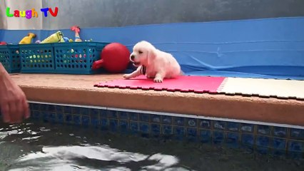 Cutest Golden Retriever Puppies Of All Time Videos Compilation