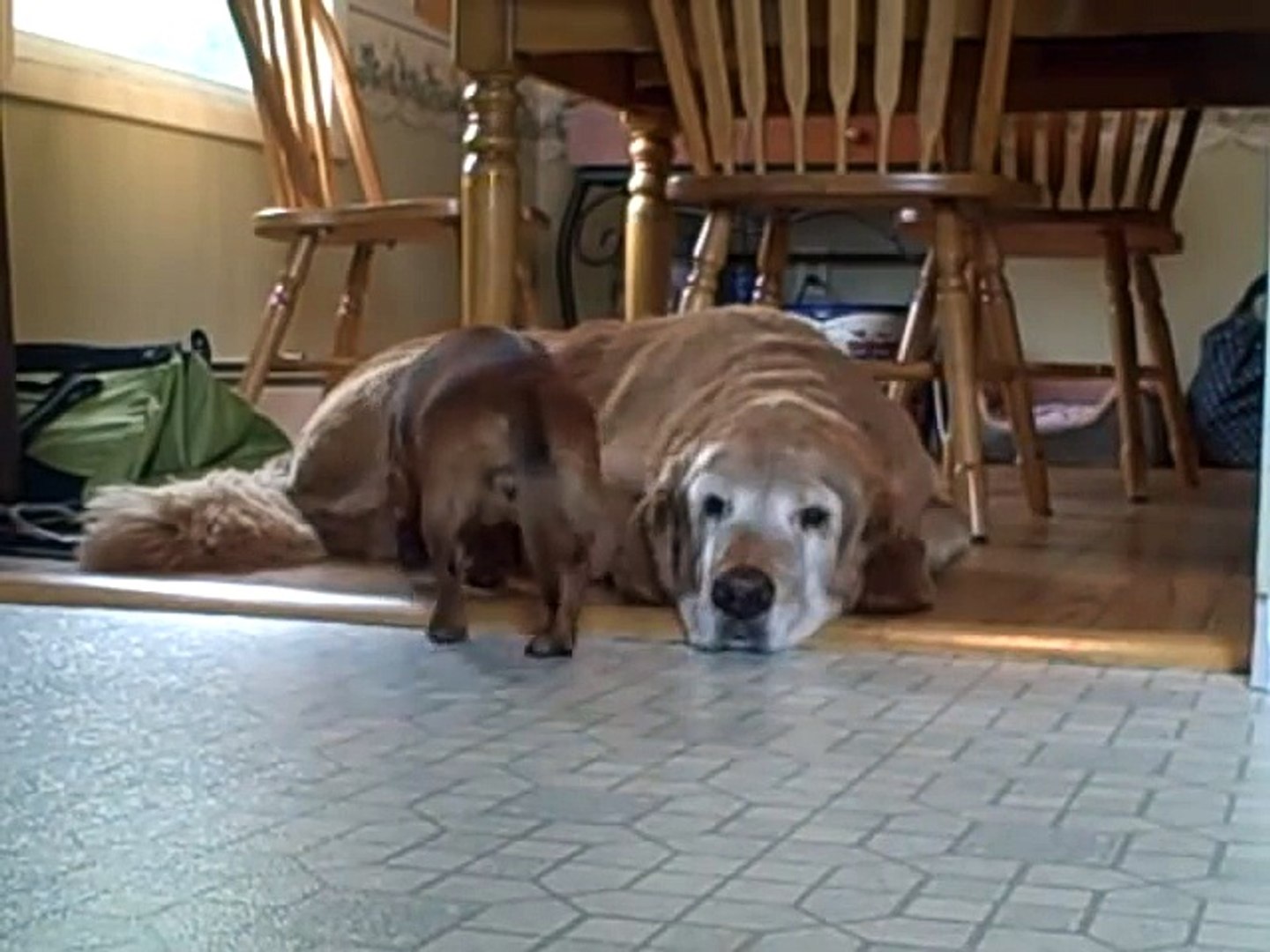 Dachshunds & Golden Retrievers Unconditional Love