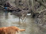 dancing deer