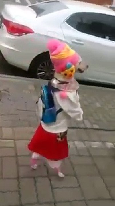 Prima zi de scoala!Cel mai tare scolar