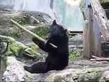 Kung Fu Bear, noul adversar al lui Kung Fu Panda
