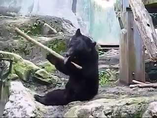 Kung Fu Bear, noul adversar al lui Kung Fu Panda