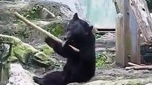 Kung Fu Bear, noul adversar al lui Kung Fu Panda