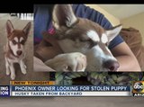 Puppy stolen from Phoenix backyard