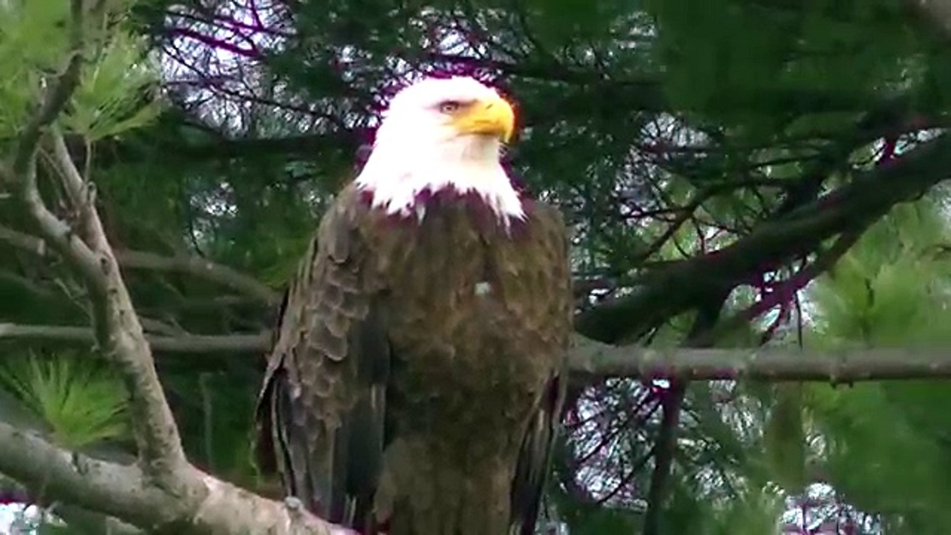Strong American Bald Eagle ! What You Can Find in Minnesota !