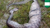 Python devours a whole dog, gets trapped in fence a fence, then dies