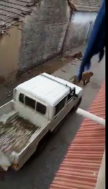 انڈیا میں اصلی شیر نے عوام کی دوڑیں لگوا دیں