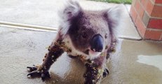 Thorn-Covered Koala Enjoys Helpful Brush From Neighbor