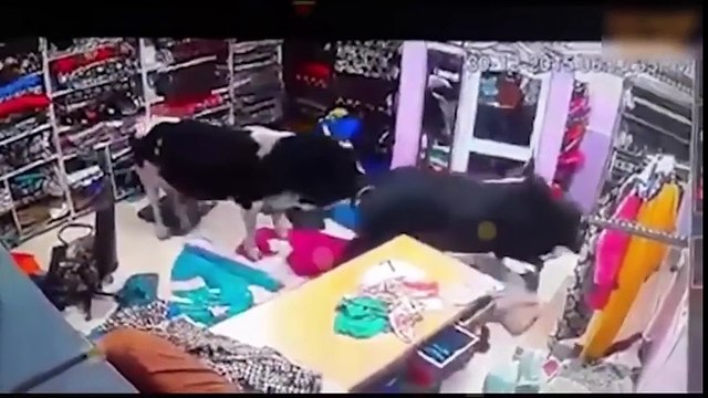 New Funny indian videos ♦ try not to laugh challenge Best Funny Video Clips