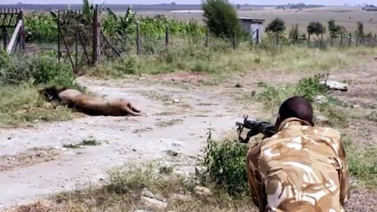 Lion shot after Attack in jungle